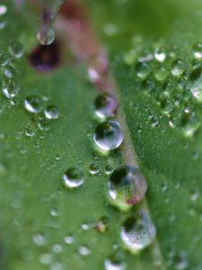 Preview wallpaper drops, dew, water, leaf, macro, green