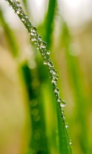 Preview wallpaper drops, dew, water, leaf, blur, macro