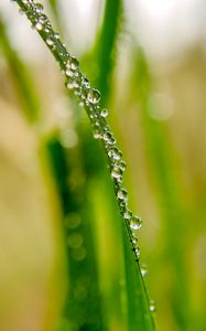 Preview wallpaper drops, dew, water, leaf, blur, macro