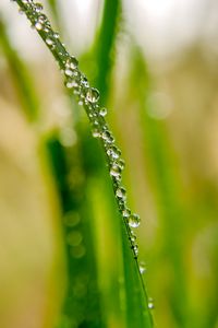 Preview wallpaper drops, dew, water, leaf, blur, macro