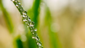 Preview wallpaper drops, dew, water, leaf, blur, macro