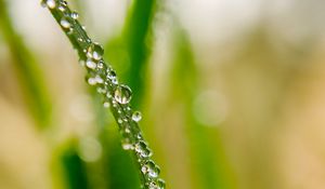 Preview wallpaper drops, dew, water, leaf, blur, macro