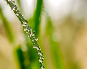 Preview wallpaper drops, dew, water, leaf, blur, macro