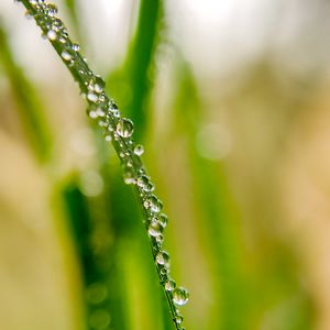 Preview wallpaper drops, dew, water, leaf, blur, macro