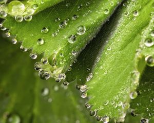 Preview wallpaper drops, dew, wet, spring, leaves