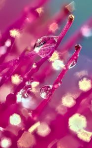 Preview wallpaper drops, flower, macro, pink