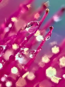 Preview wallpaper drops, flower, macro, pink