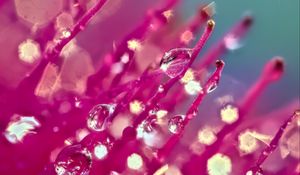Preview wallpaper drops, flower, macro, pink