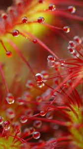 Preview wallpaper drops, flower, plant, red, macro
