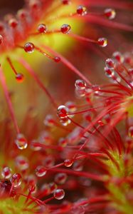 Preview wallpaper drops, flower, plant, red, macro