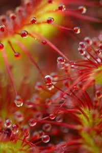 Preview wallpaper drops, flower, plant, red, macro