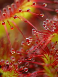 Preview wallpaper drops, flower, plant, red, macro
