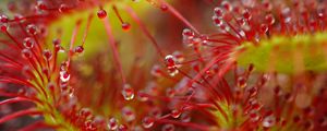 Preview wallpaper drops, flower, plant, red, macro