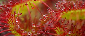 Preview wallpaper drops, flower, plant, red, macro