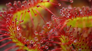 Preview wallpaper drops, flower, plant, red, macro