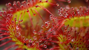 Preview wallpaper drops, flower, plant, red, macro