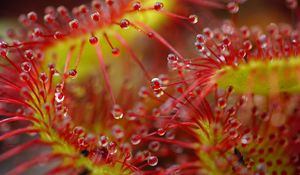 Preview wallpaper drops, flower, plant, red, macro