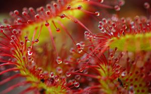 Preview wallpaper drops, flower, plant, red, macro