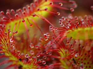 Preview wallpaper drops, flower, plant, red, macro