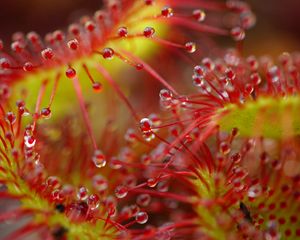 Preview wallpaper drops, flower, plant, red, macro