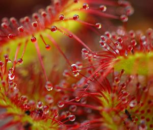 Preview wallpaper drops, flower, plant, red, macro
