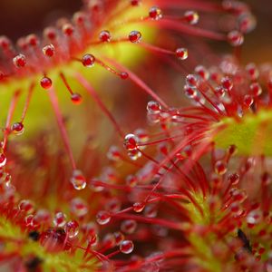 Preview wallpaper drops, flower, plant, red, macro