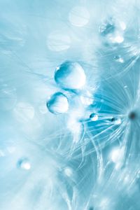 Preview wallpaper drops, fluff, macro, water