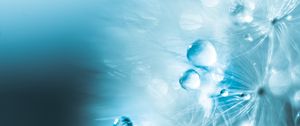 Preview wallpaper drops, fluff, macro, water