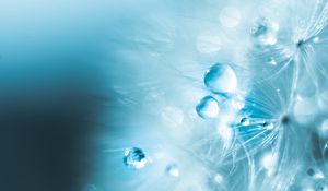 Preview wallpaper drops, fluff, macro, water