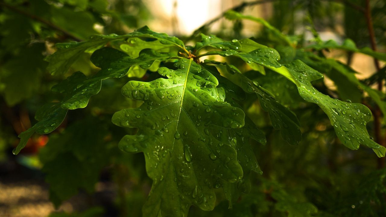 Wallpaper drops, forest, wood, oak, day, branch, nature, leaves