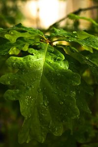 Preview wallpaper drops, forest, wood, oak, day, branch, nature, leaves