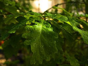 Preview wallpaper drops, forest, wood, oak, day, branch, nature, leaves