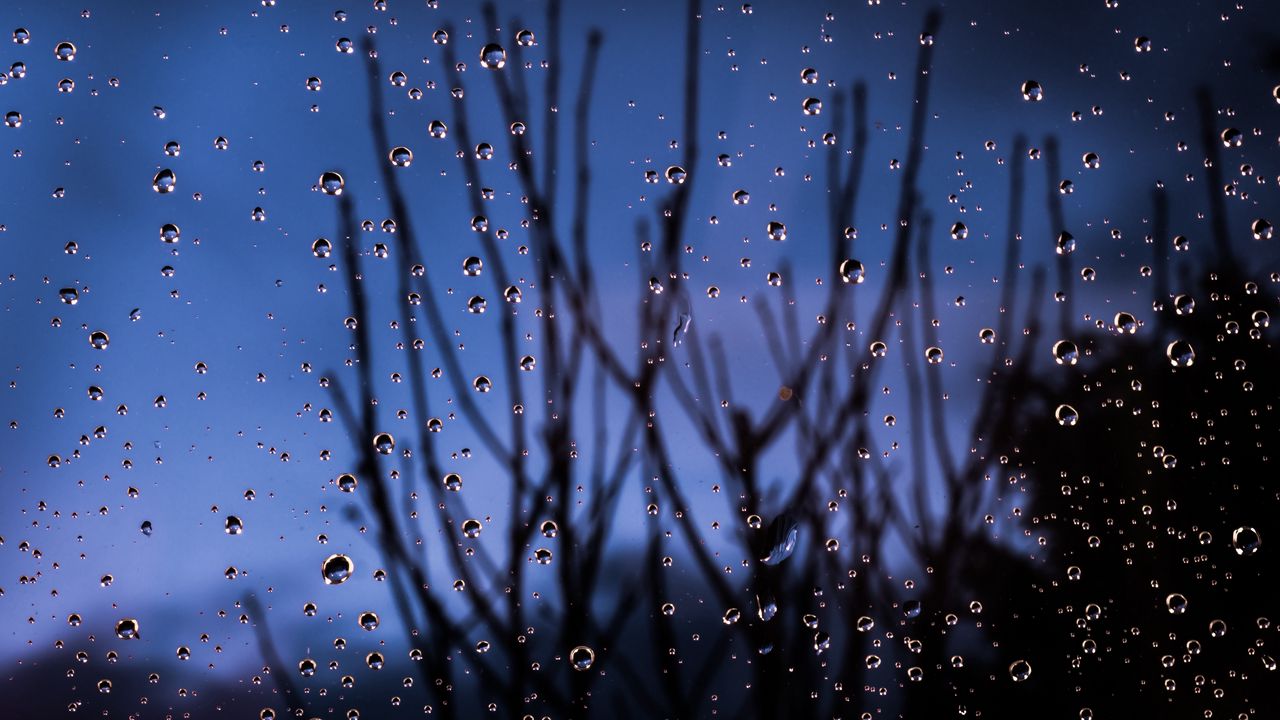 Wallpaper drops, glass, moisture, branches, blur