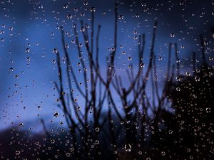 Preview wallpaper drops, glass, moisture, branches, blur