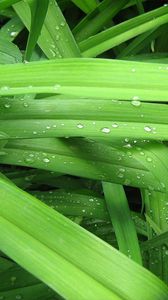 Preview wallpaper drops, grass, background, green