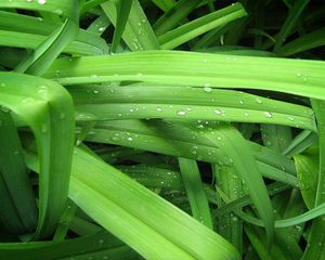 Preview wallpaper drops, grass, background, green