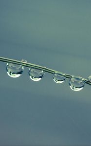 Preview wallpaper drops, grass, blue macro