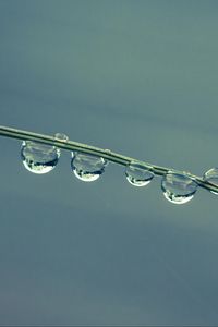 Preview wallpaper drops, grass, blue macro