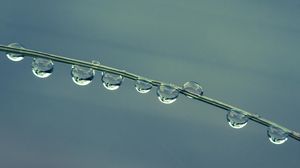 Preview wallpaper drops, grass, blue macro