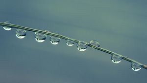 Preview wallpaper drops, grass, blue macro