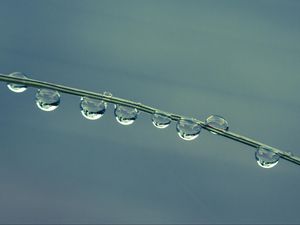 Preview wallpaper drops, grass, blue macro