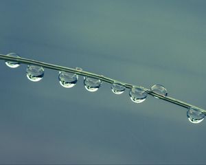 Preview wallpaper drops, grass, blue macro