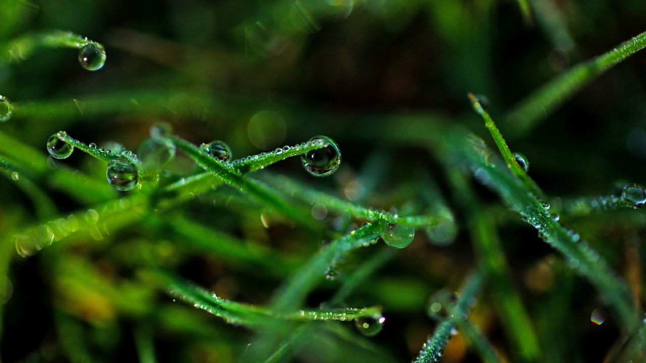 Wallpaper drops, grass, dew, close-up