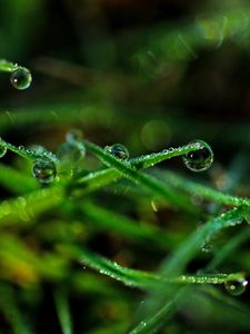 Preview wallpaper drops, grass, dew, close-up