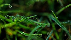 Preview wallpaper drops, grass, dew, close-up