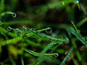 Preview wallpaper drops, grass, dew, close-up