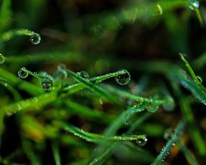 Preview wallpaper drops, grass, dew, close-up