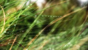 Preview wallpaper drops, grass, dew, summer, rain