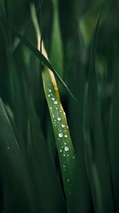 Preview wallpaper drops, grass, macro, dew