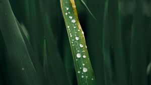 Preview wallpaper drops, grass, macro, dew